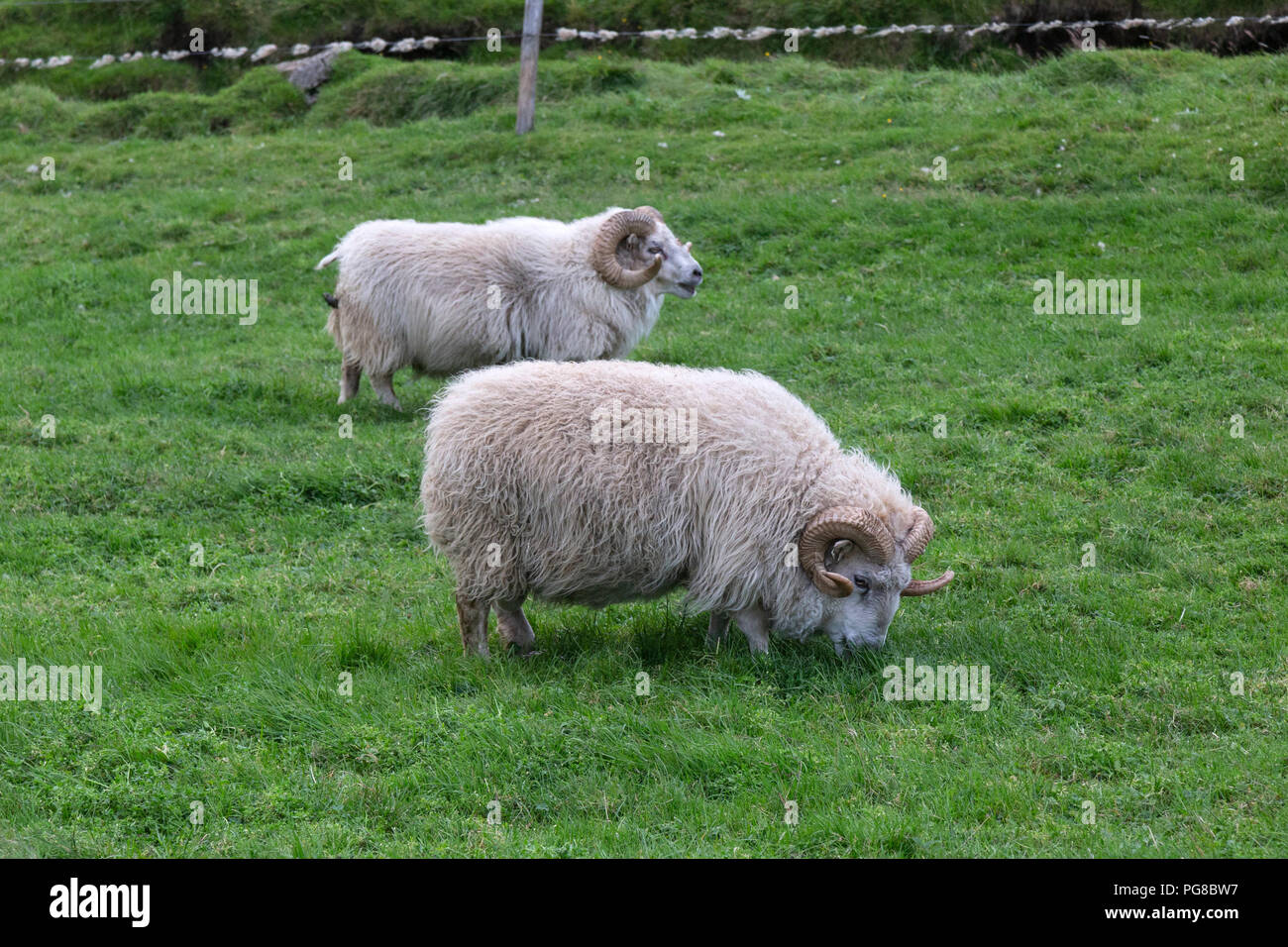 Icelandic Sheep, or íslenska sauðkindin, in Icelandic. The Icelandic breed is one of the Northern European short-tailed sheep. Stock Photo