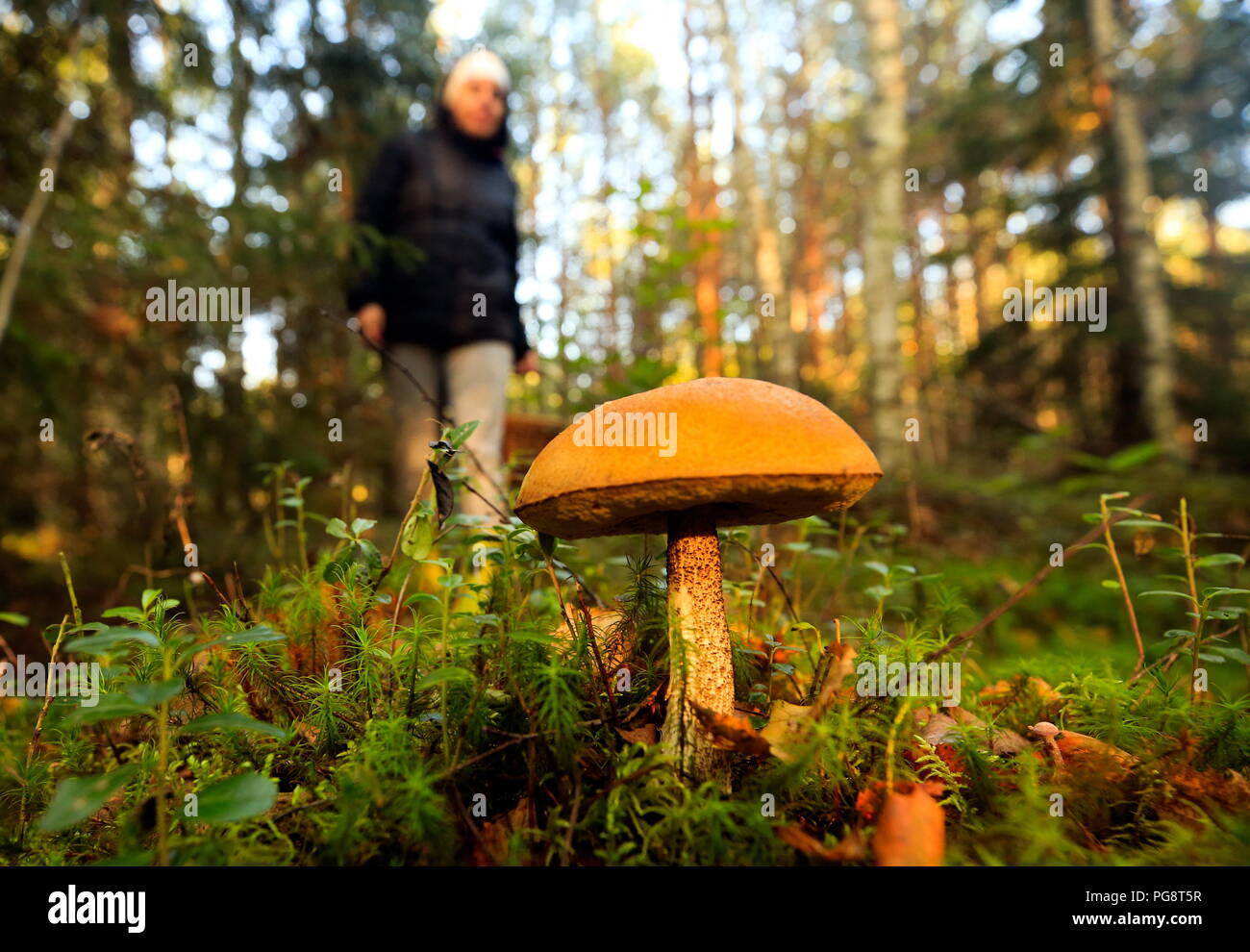 Mushroom places in the Yaroslavl region. Are there mushrooms in the Yaroslavl region Mushroom places in the Yaroslavl region. Are there mushrooms in the Yaroslavl region