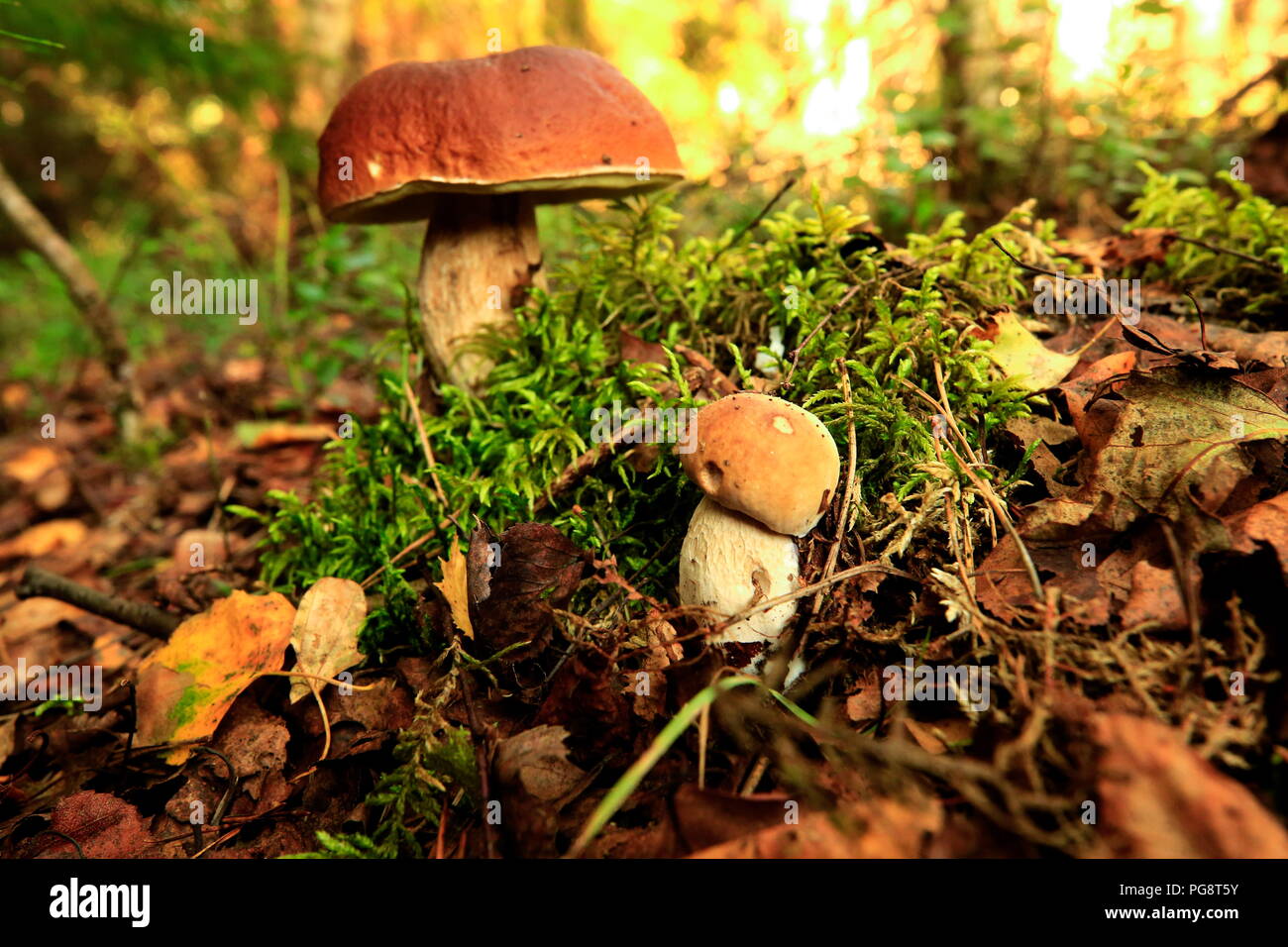 Mushroom places in the Yaroslavl region. Are there mushrooms in the Yaroslavl region Mushroom places in the Yaroslavl region. Are there mushrooms in the Yaroslavl region