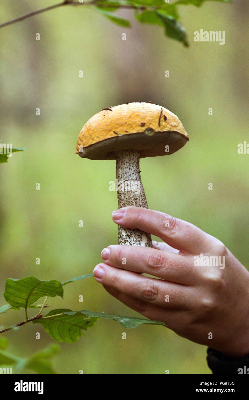 Mushroom places in the Yaroslavl region. Are there mushrooms in the Yaroslavl region Mushroom places in the Yaroslavl region. Are there mushrooms in the Yaroslavl region