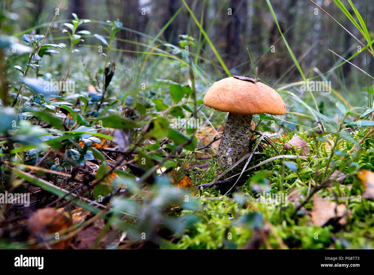 Mushroom places in the Yaroslavl region. Are there mushrooms in the Yaroslavl region Mushroom places in the Yaroslavl region. Are there mushrooms in the Yaroslavl region