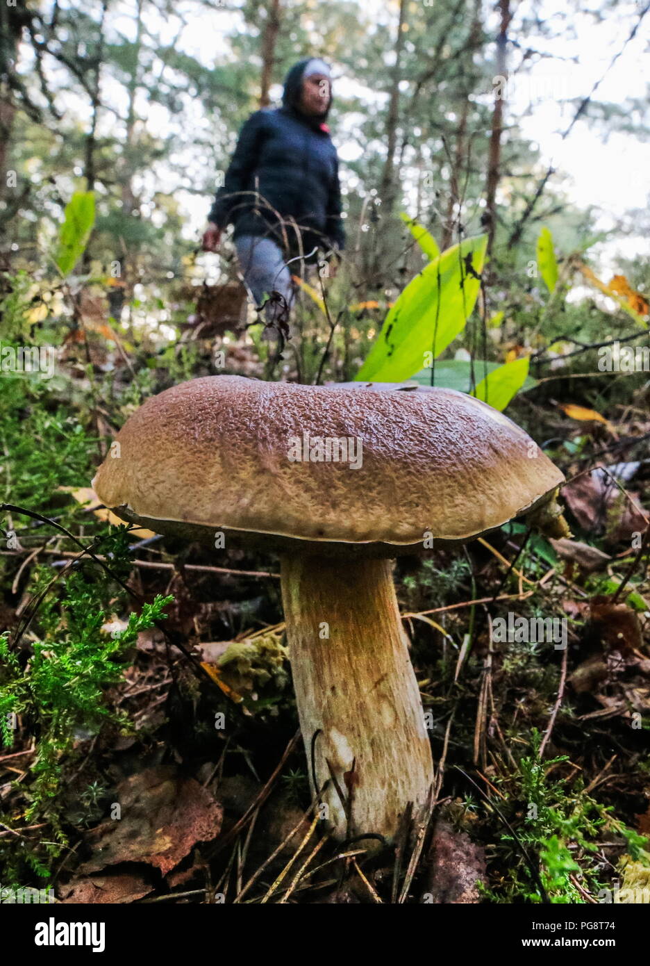 Mushroom places in the Yaroslavl region. Are there mushrooms in the Yaroslavl region Mushroom places in the Yaroslavl region. Are there mushrooms in the Yaroslavl region