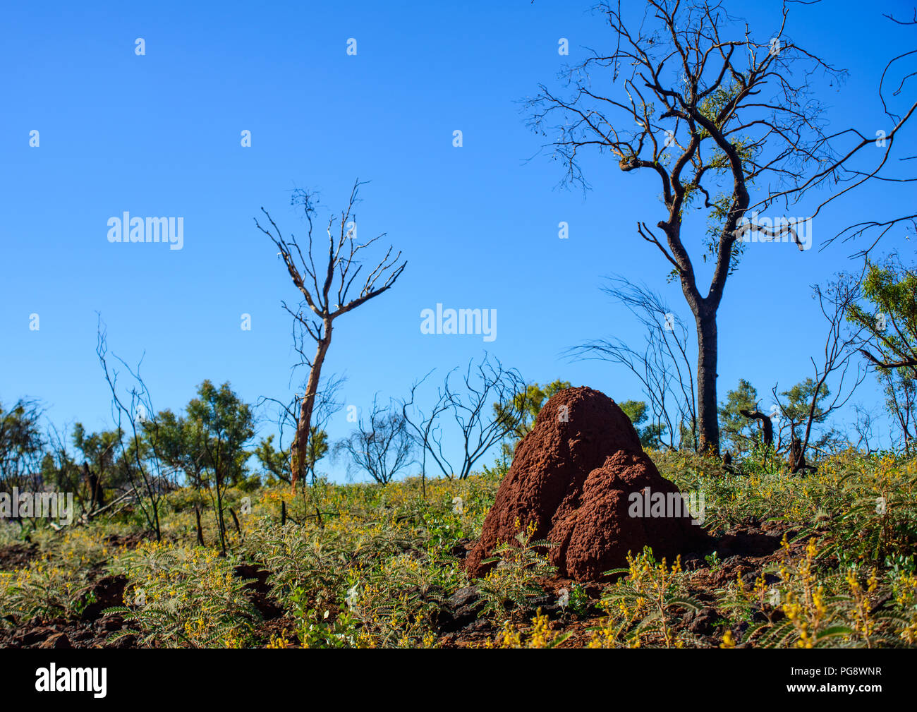 Dead grass bush australia hi-res stock photography and images - Alamy