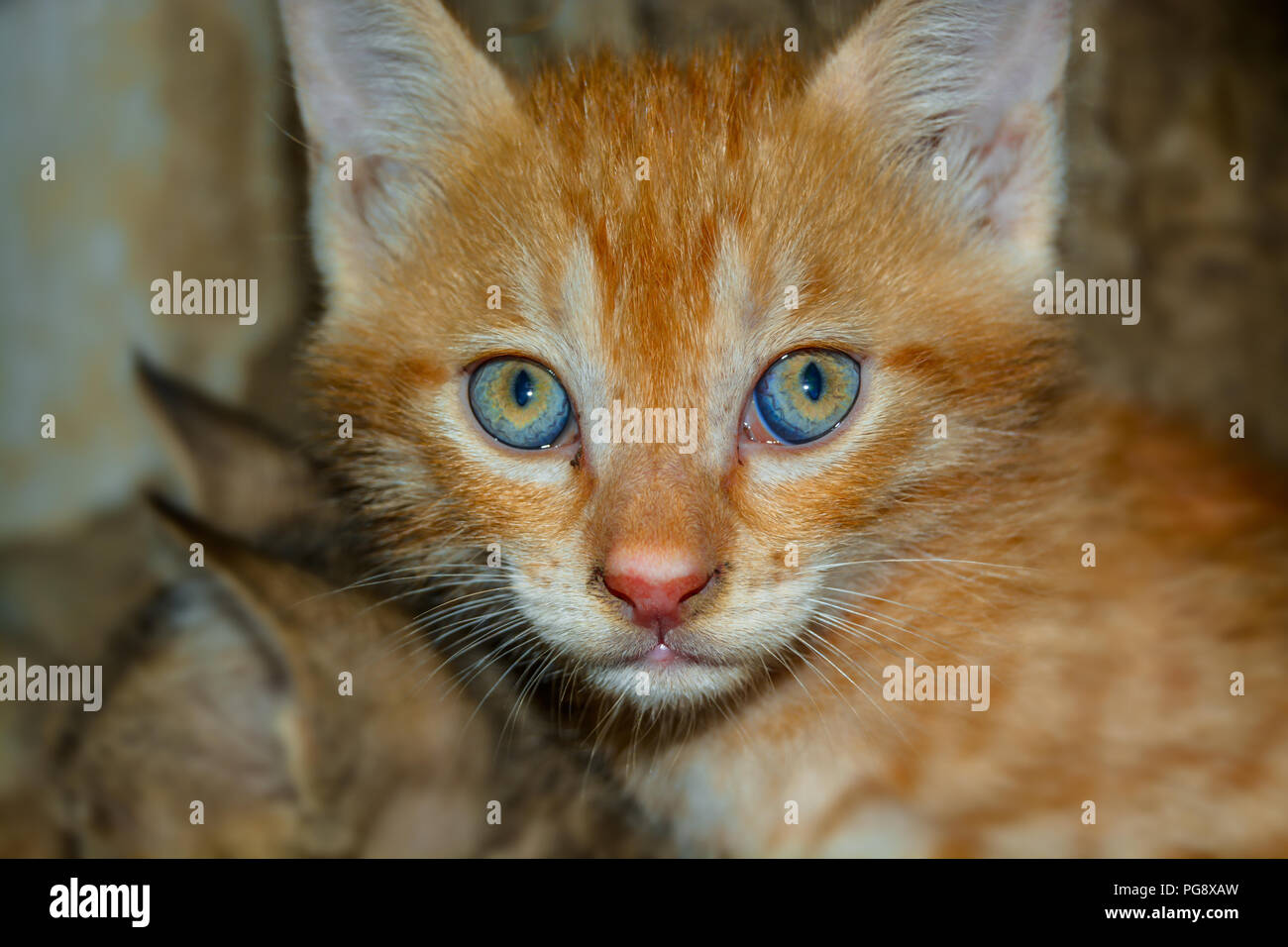 Beautiful fluffy cat with big green and blue eyes staring at the camera. Stock Photo