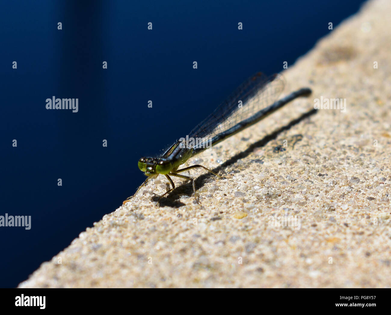 Dragonfly dragonflies wildlife hi-res stock photography and images - Alamy