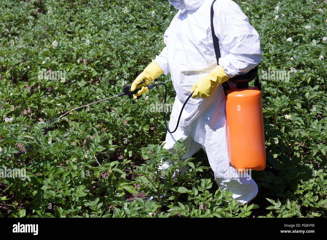 Spraying A Vegetable Garden With Toxic Substances Protecting Vegetables With Herbicides Pesticides Or Insecticides Stock Photo Alamy