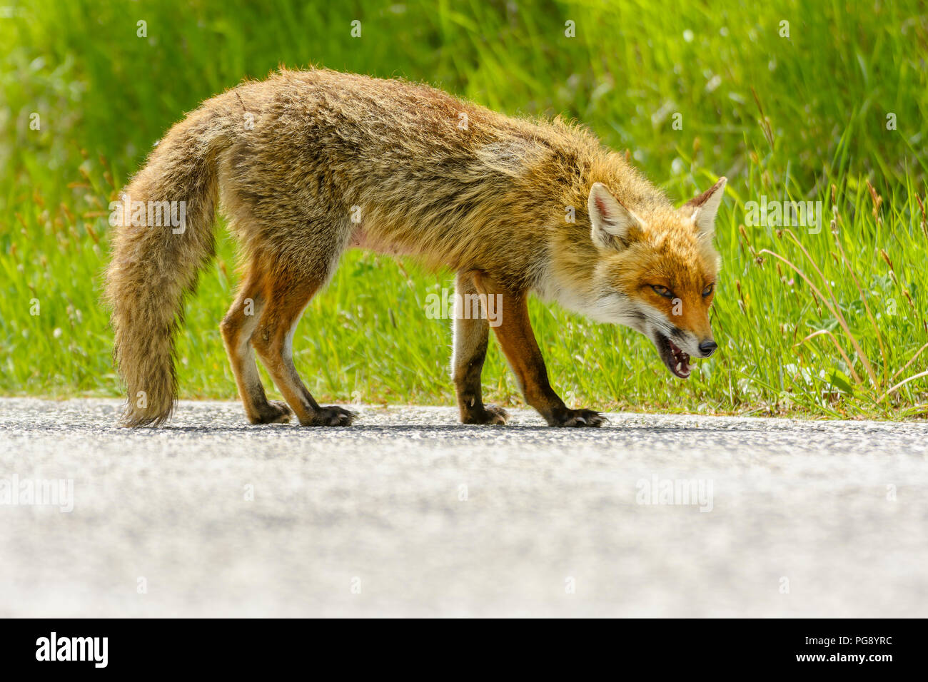 Fox in the Street Look for Foods Stock Photo