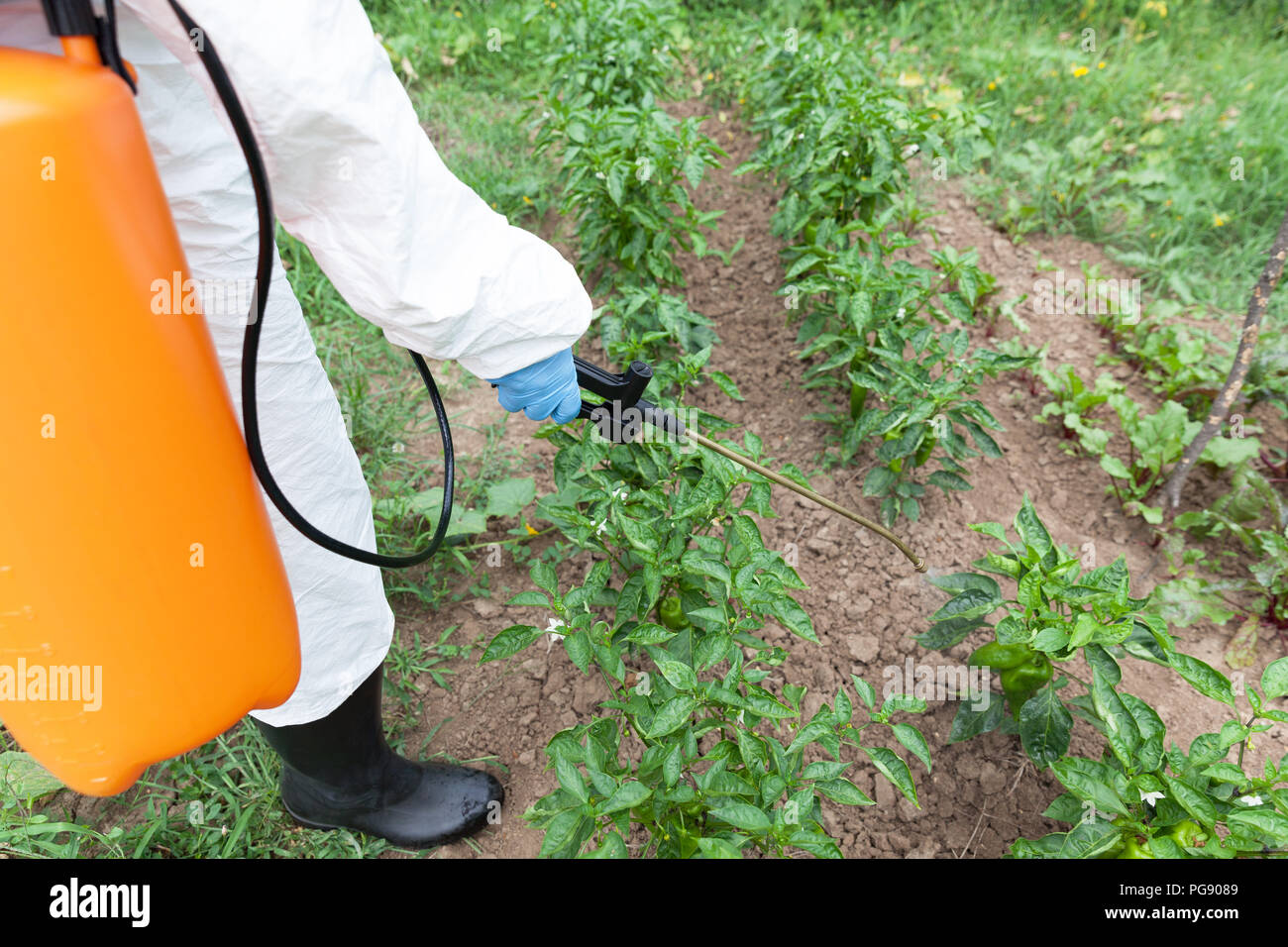 Spraying pesticides, insecticides or herbicides in a vegetable garden