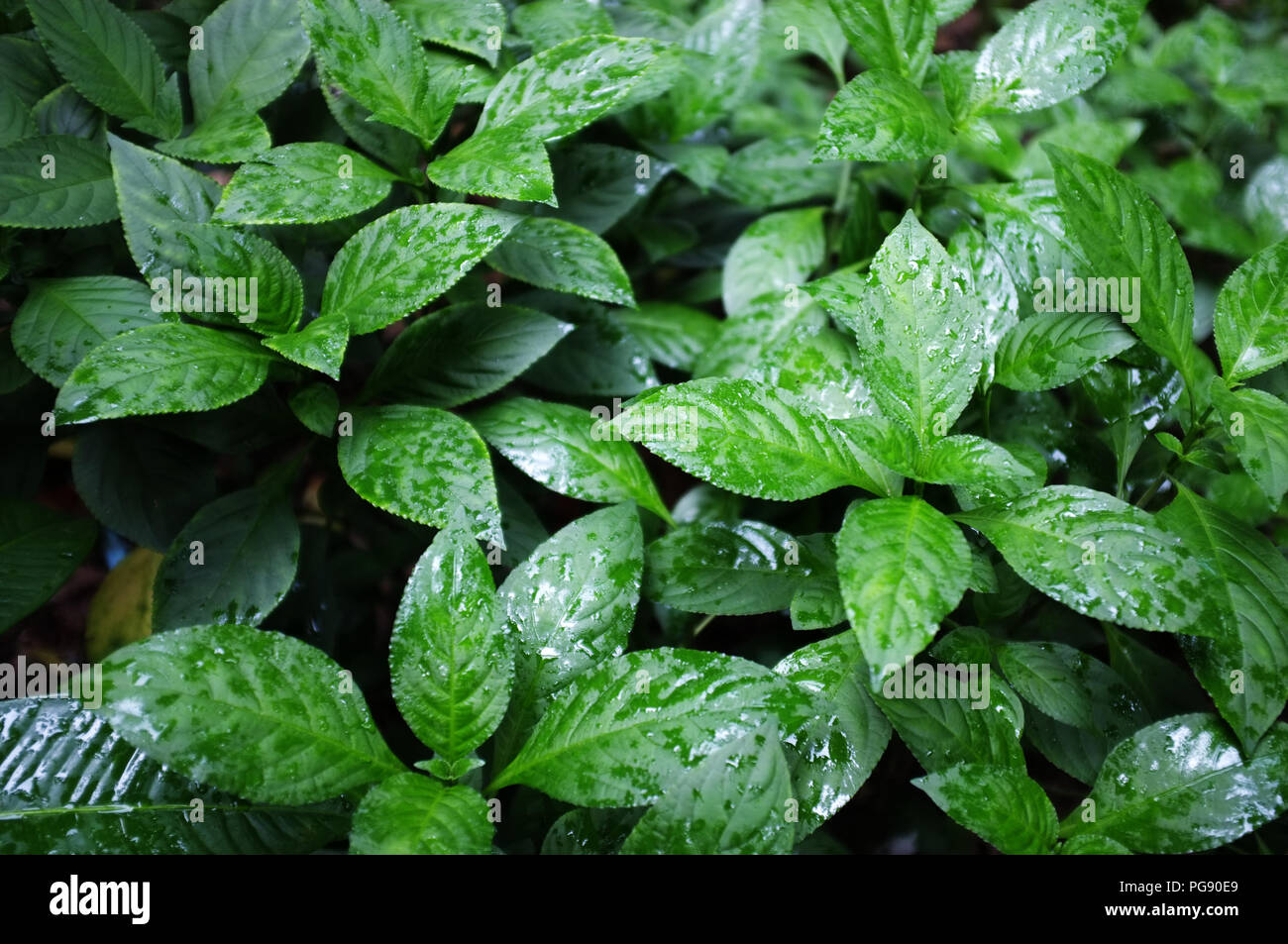 Beautiful nature background , Strobilanthes cusia (Nees) Kuntze plant or Acanthaceae Thai name called Ton Hom. Stock Photo