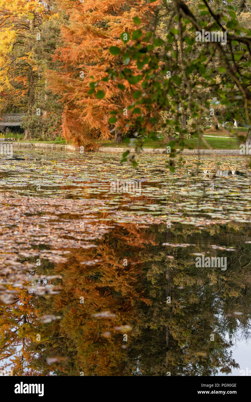 Fall Pond Reflections Pond with reflection and autumn leaves floating on the surface in a ...