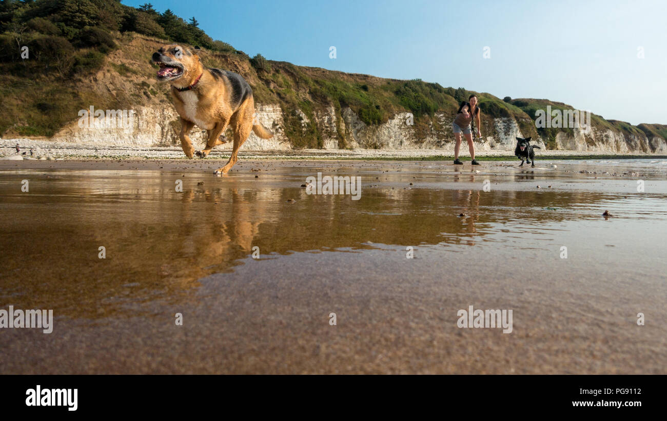 Dogs running towards the camera after a ball, Danes Dyke dog friendly beach, Flamborough, UK Stock Photo