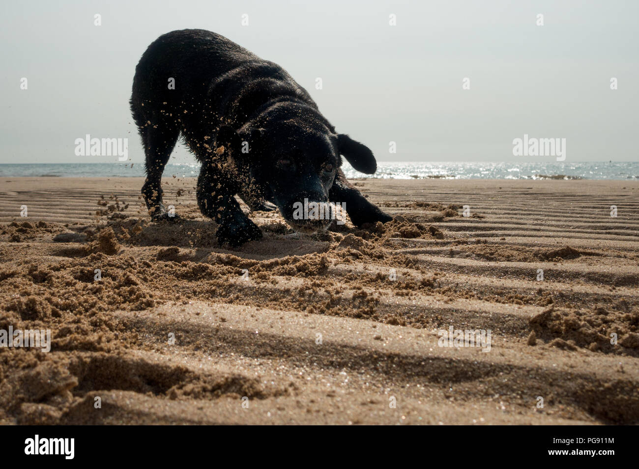 Black labrador Dog having fun rolling in the sand on the beach at Danes Dyke, Flamborough, UK Stock Photo