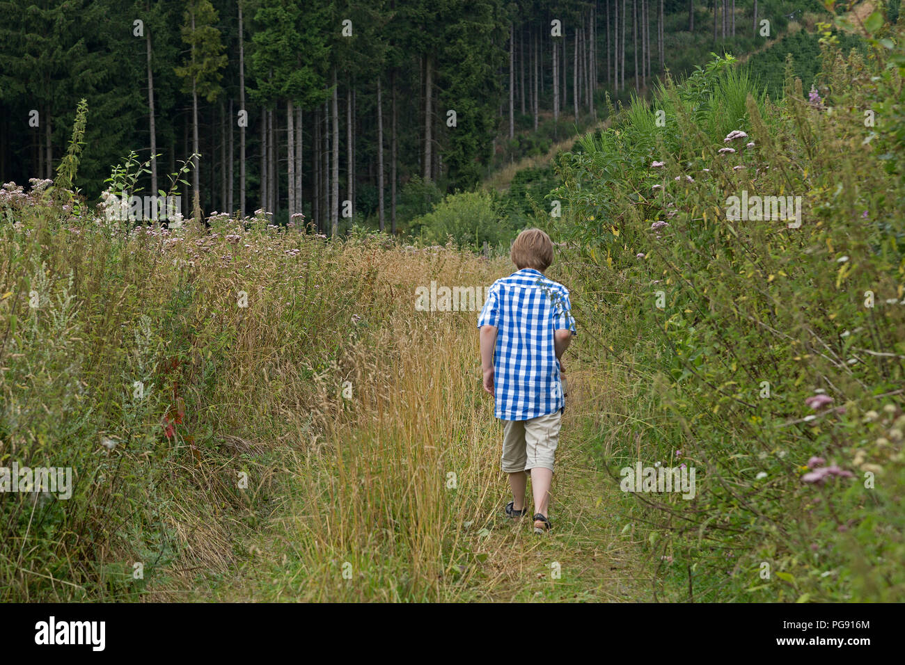 forest track near Wenholthausen, North Rhine-Westphalia, Germany Stock Photo