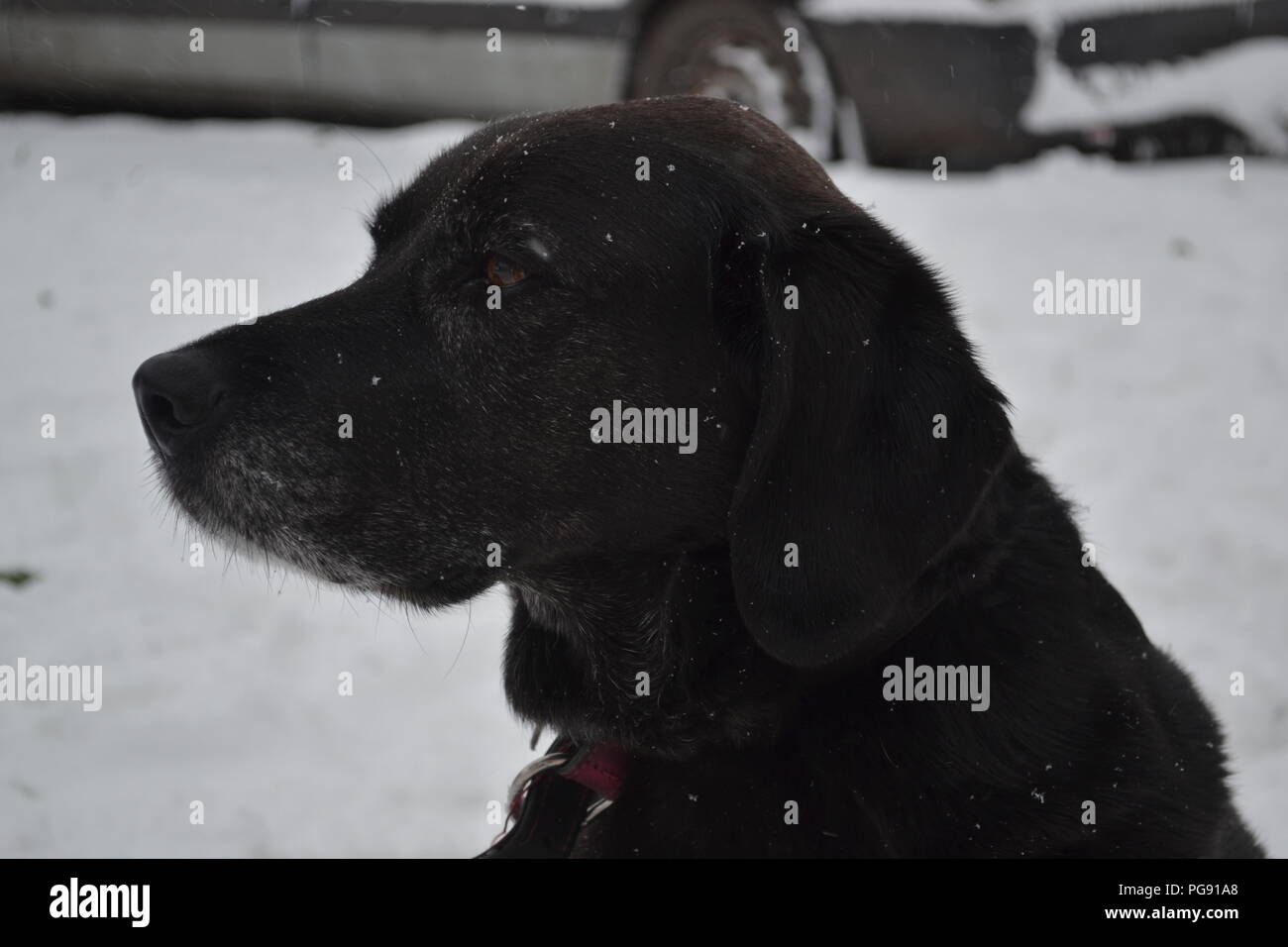 Why Is My Dogs Nose Ice Cold
