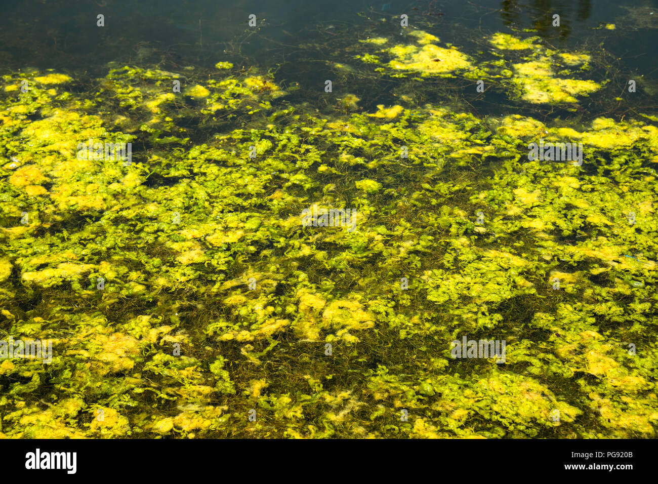 Close up background or texture of weed algae water plant in bright green colour Stock Photo