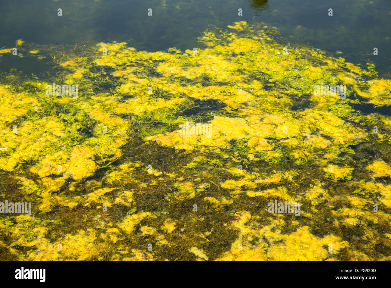 Close up background or texture of weed algae water plant in bright green colour Stock Photo