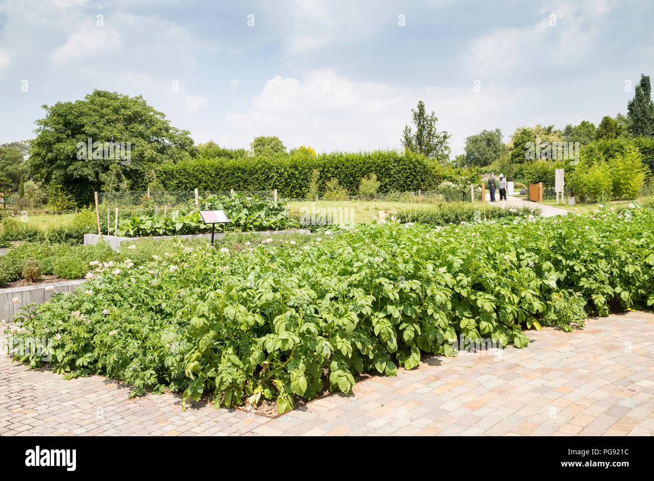 A row of potato plants blossoms in summer on RHS Hyde Hall garden - UK Stock Photo
