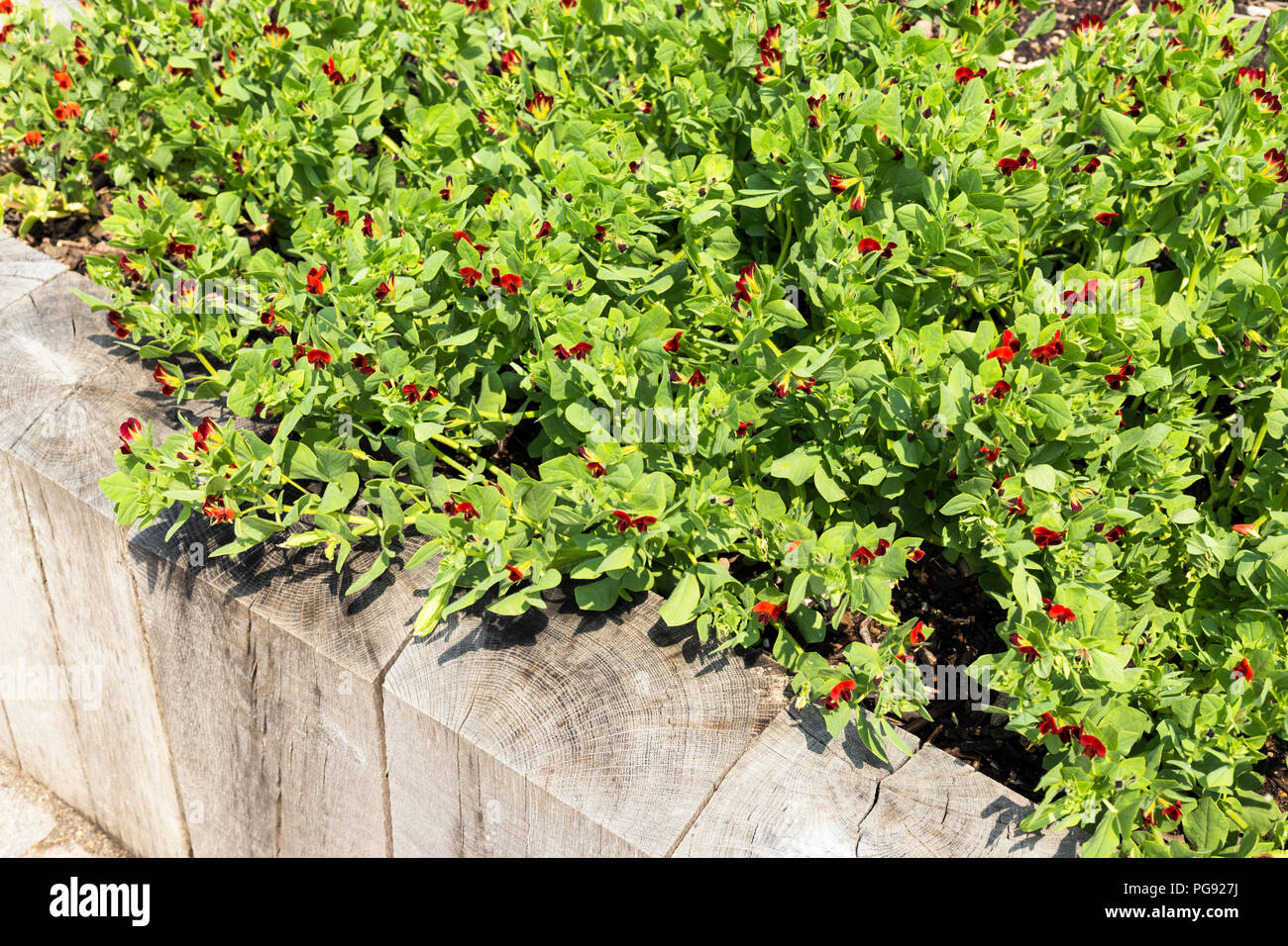 Asparagus pea plant winged bean also known as Goa bean, four angled