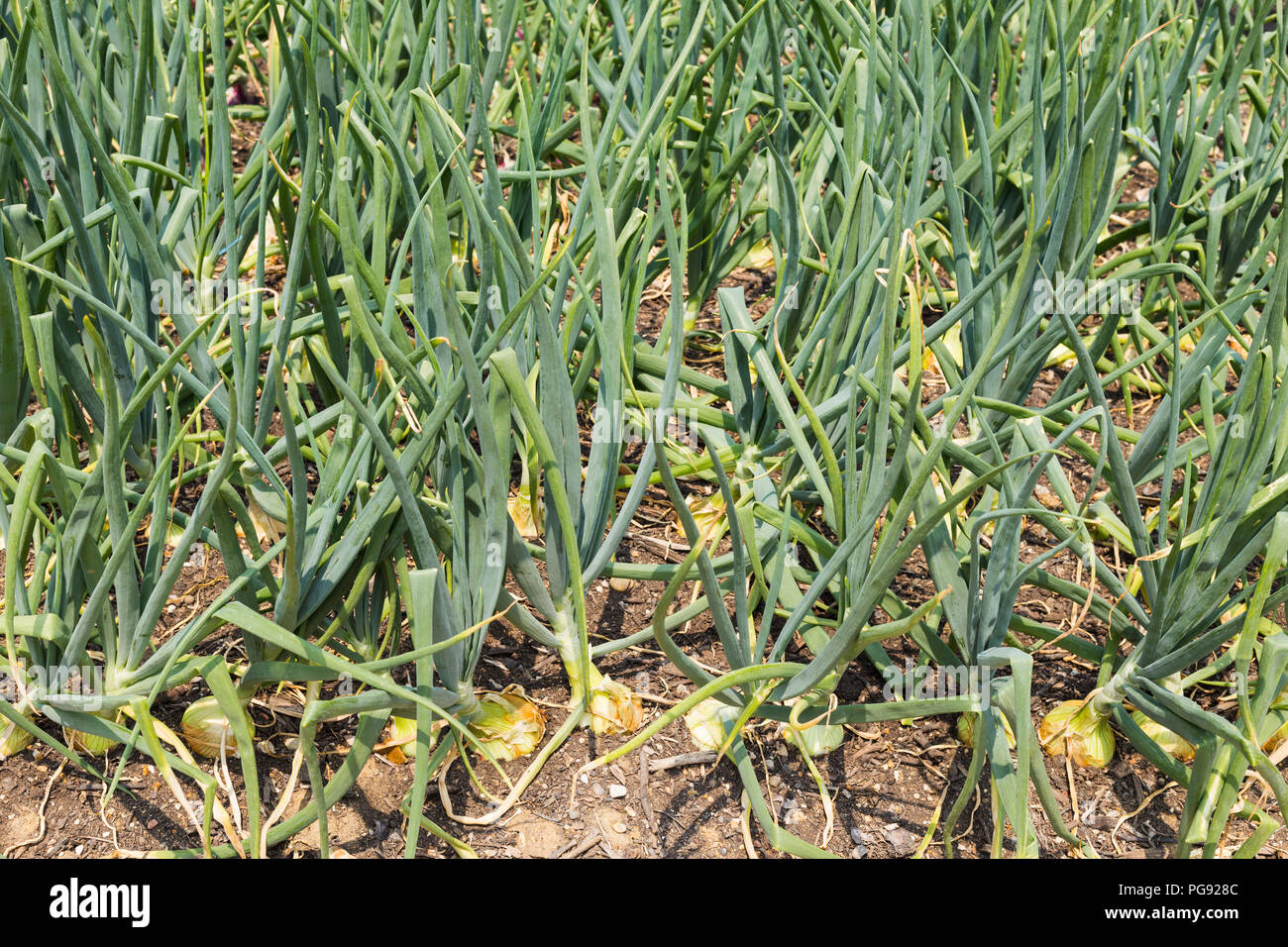 Green Onion growing on the soil in the garden close up Stock Photo - Alamy