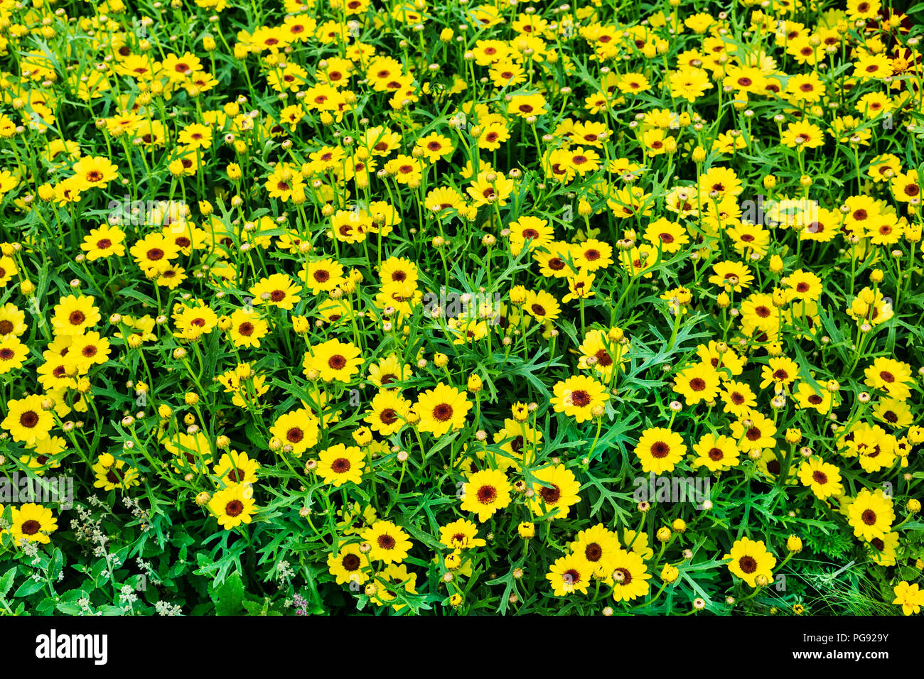 images Flower Yellow Colour Background Images https www alamy com beautiful vibrant yellow colour flowers as background close up image216558327 html