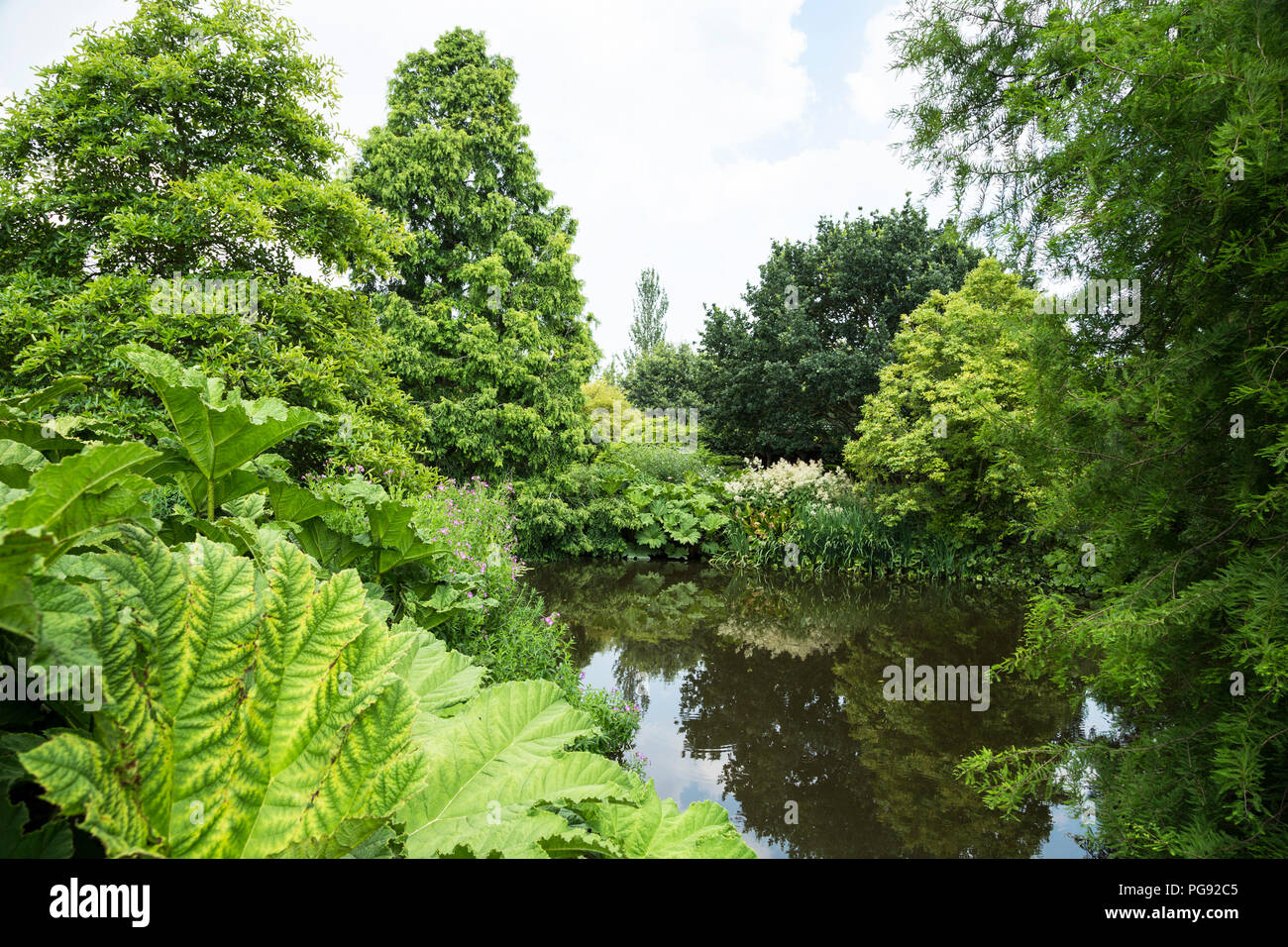 Small duck pond surrounded by lavish greenery in Hyde Hall garden Essex, UK Stock Photo