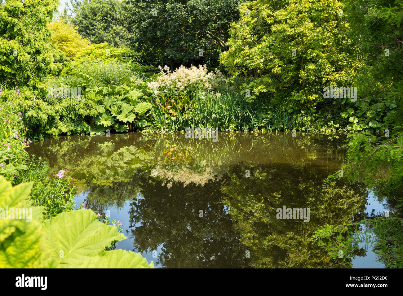 Small duck pond surrounded by lavish greenery in Hyde Hall garden Essex, UK Stock Photo