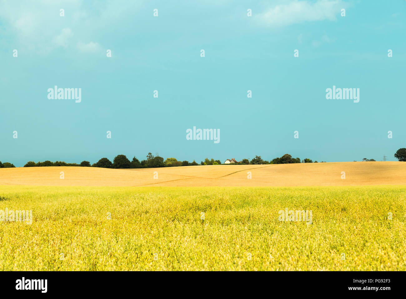 Idyllic rural view of farmland hill and ripening cereal crops and beauty of Essex landscape - UK Stock Photo