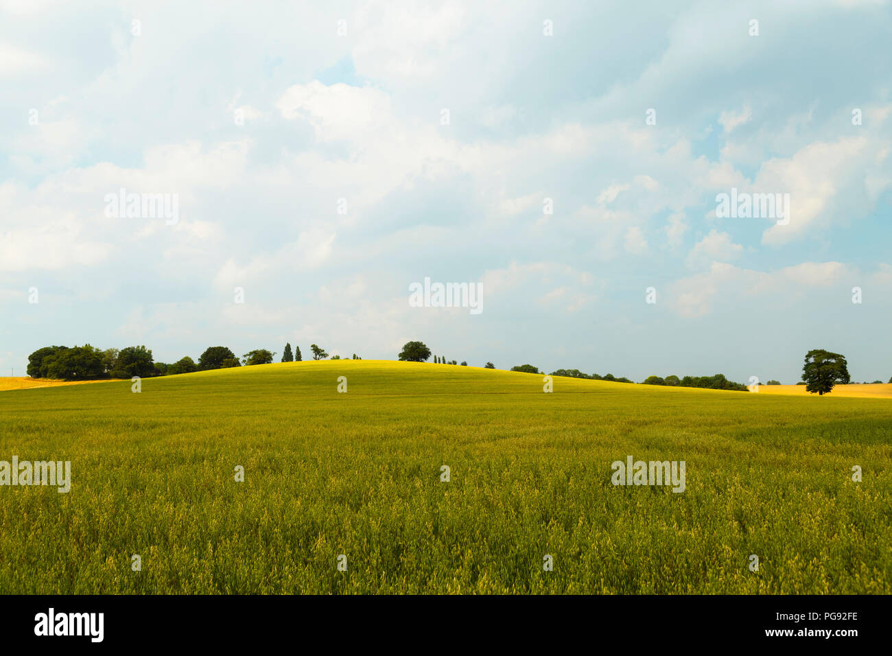 Idyllic rural view of farmland hill and ripening cereal crops and beauty of Essex landscape - UK Stock Photo