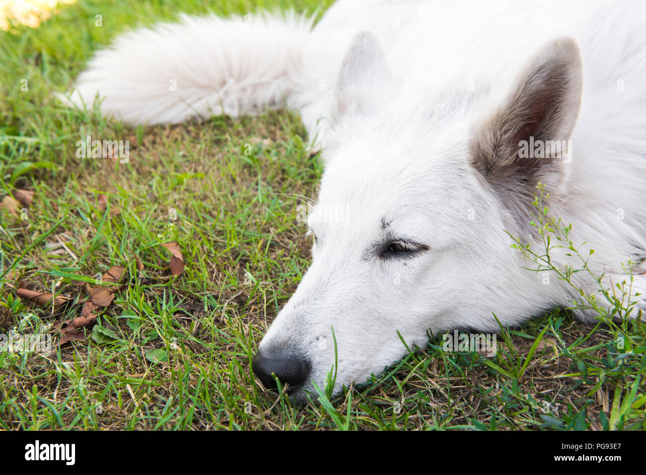 Is It Okay For Dogs To Sleep Outside