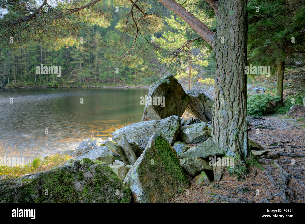 Trees by the shore of Llyn Geirionydd, Snowdonia, North Wales Stock Photo