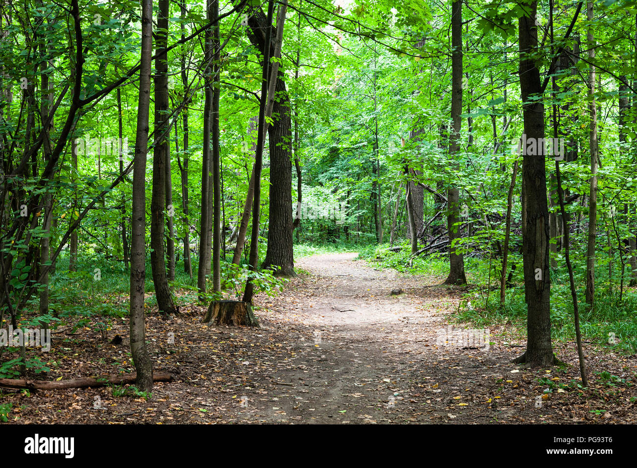 Dark forest path russia hi-res stock photography and images - Alamy