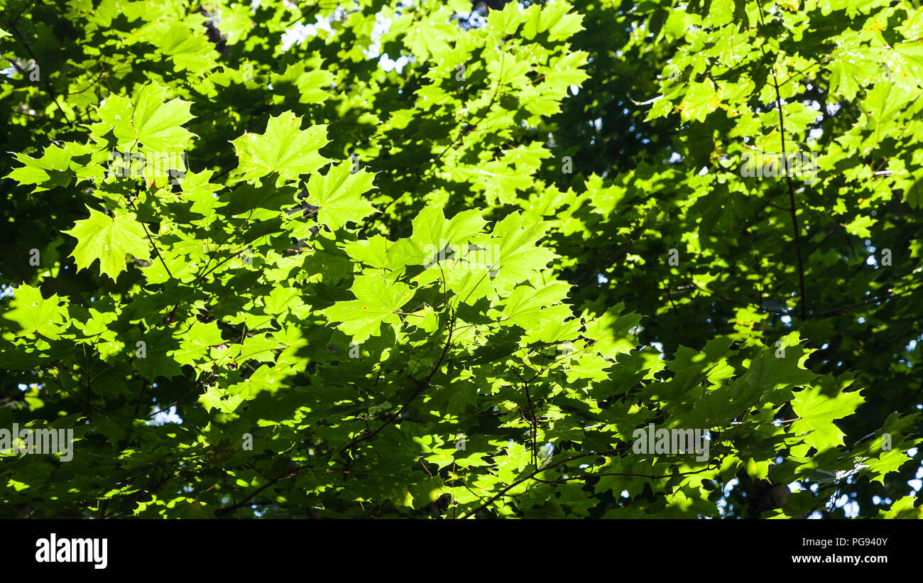 lush green foliage of maple trees illuminated by sun in forest of Timiryazevskiy park of Moscow in sunny summer day Stock Photo