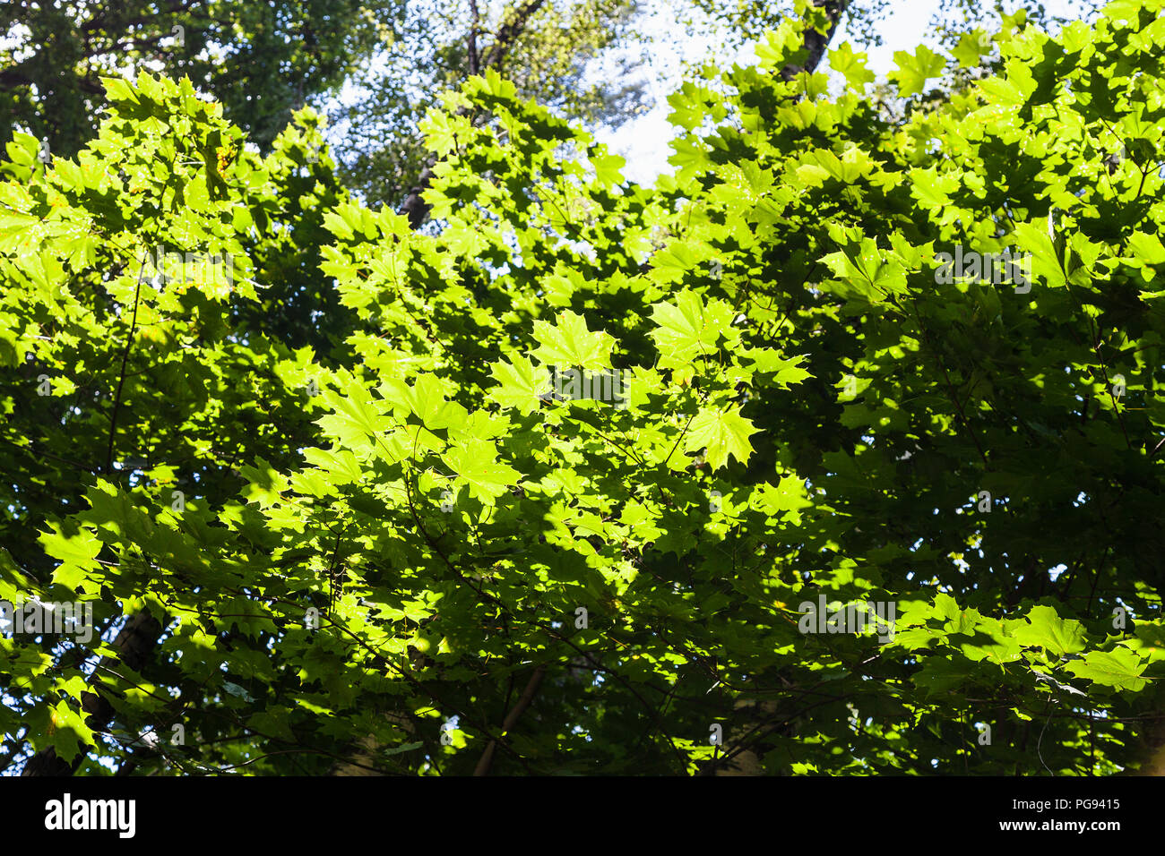 branches of maple trees illuminated by sun in forest of Timiryazevskiy park of Moscow in sunny summer day Stock Photo
