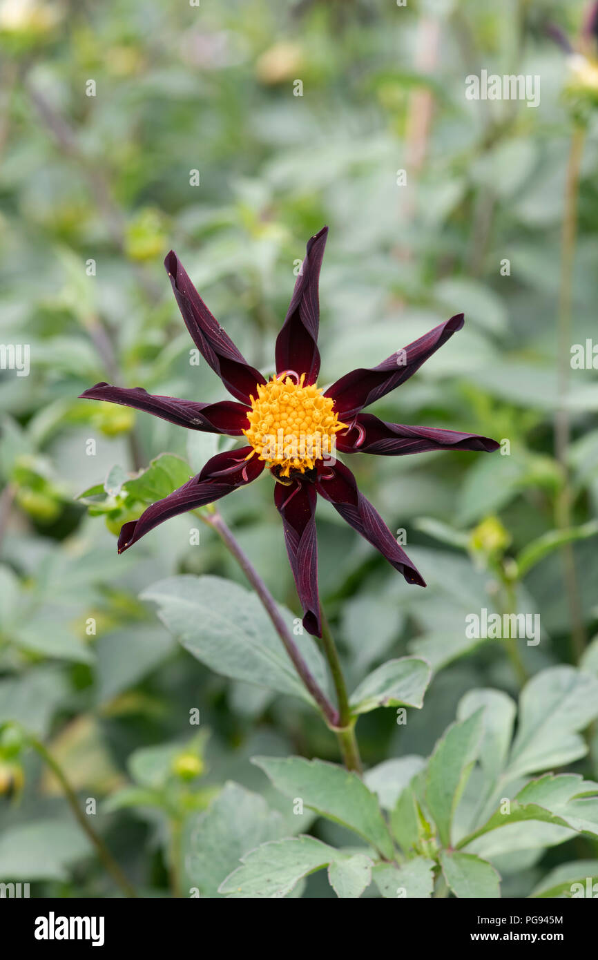 Dahlia ‘Verrone's obsidian’.  Star Dahlia flower Stock Photo
