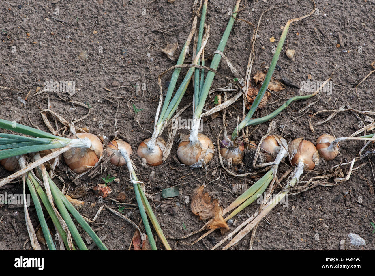 Allium cepa aggregatum hi-res stock photography and images - Alamy