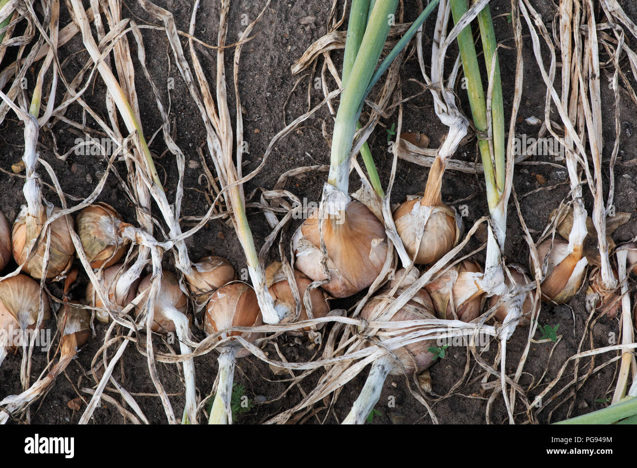 Allium cepa aggregatum hi-res stock photography and images - Alamy