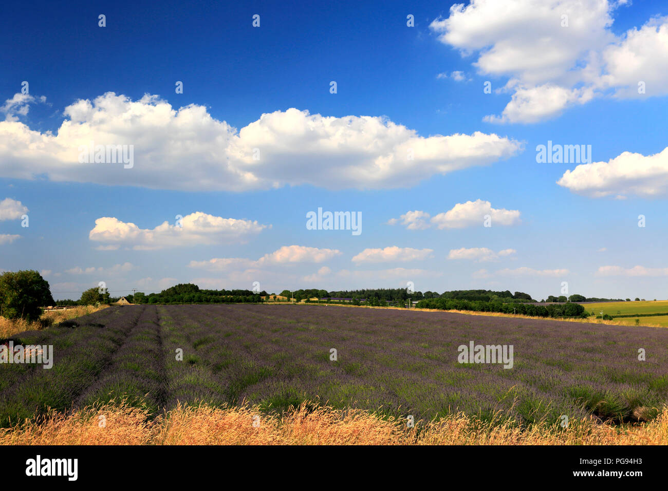 Summer Lavender fields near Snowshill village, Gloucestershire, Cotswolds, England Stock Photo