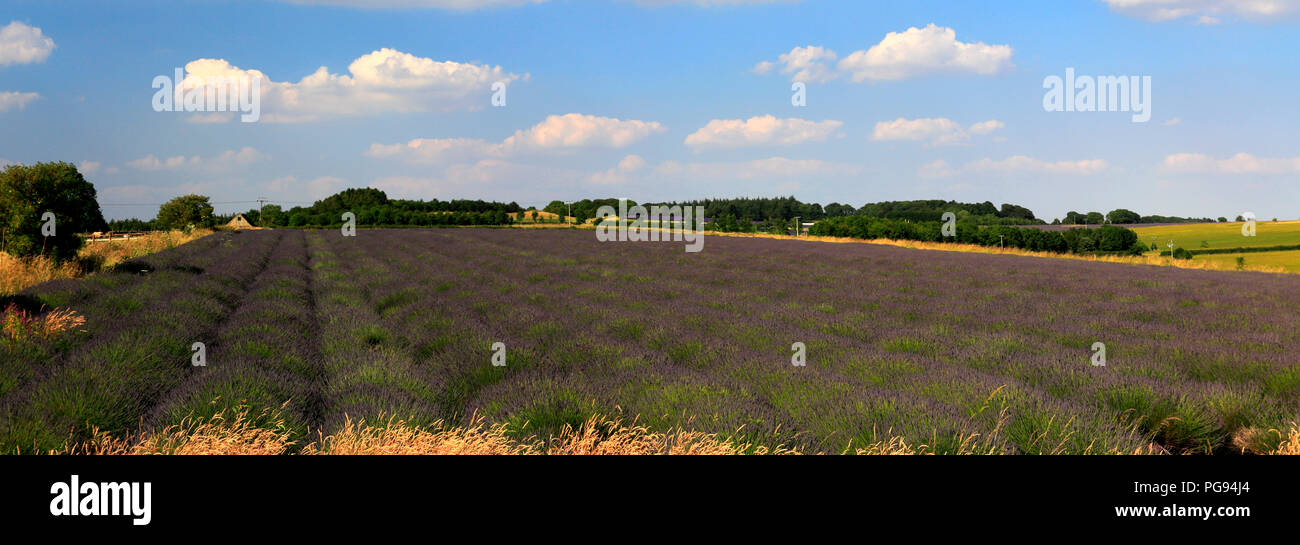 Summer Lavender fields near Snowshill village, Gloucestershire, Cotswolds, England Stock Photo