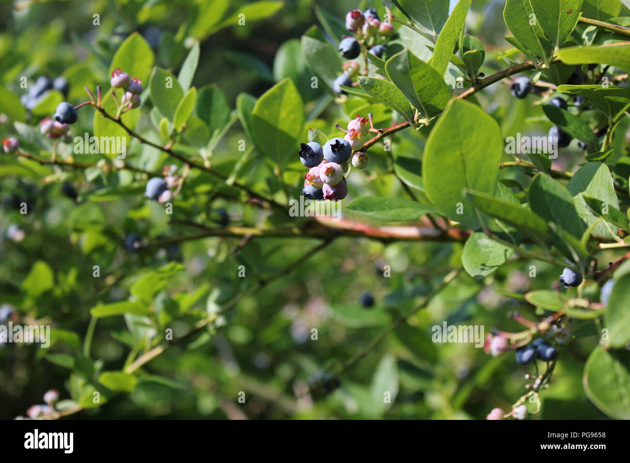 summerfun Summer blueberry picking in Sawyer, Michigan, USA Stock Photo Alamy