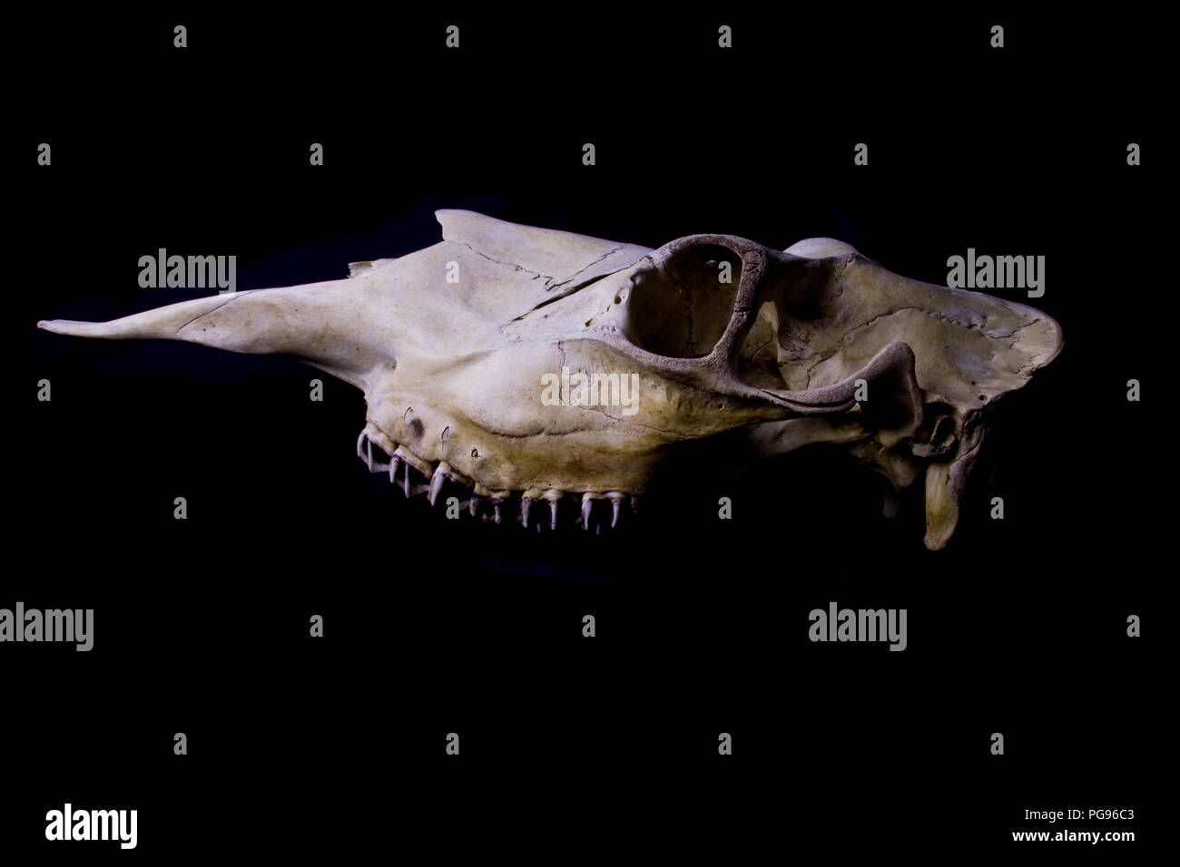 Large Moose or Elk skull close up isolated on a black background. Death concept. Animal bones artistic view. Stock Photo