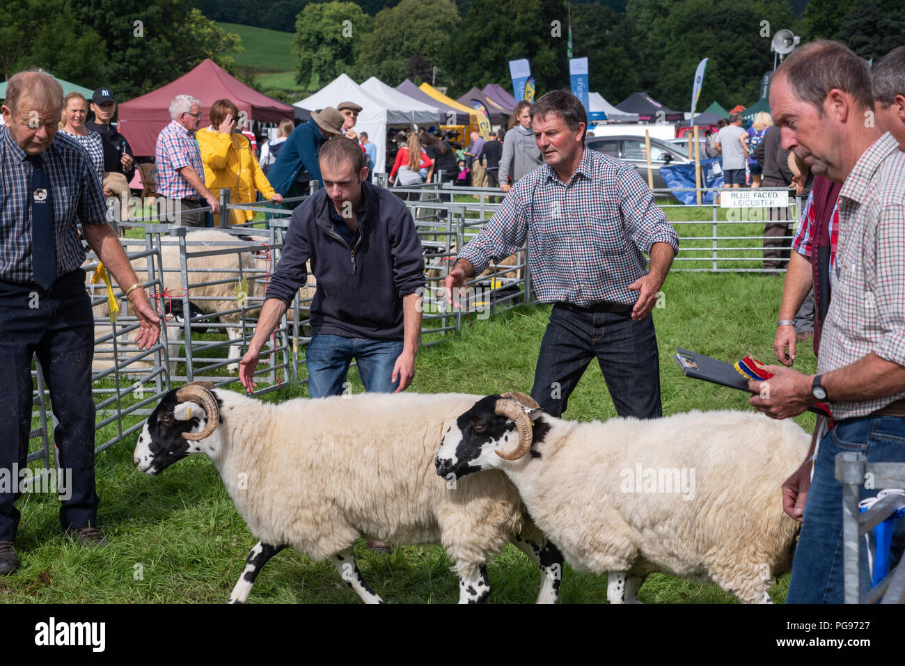 Picking the winning sheep in the Rough Fell Class at Hawkshead Show in Cumbria Stock Photo