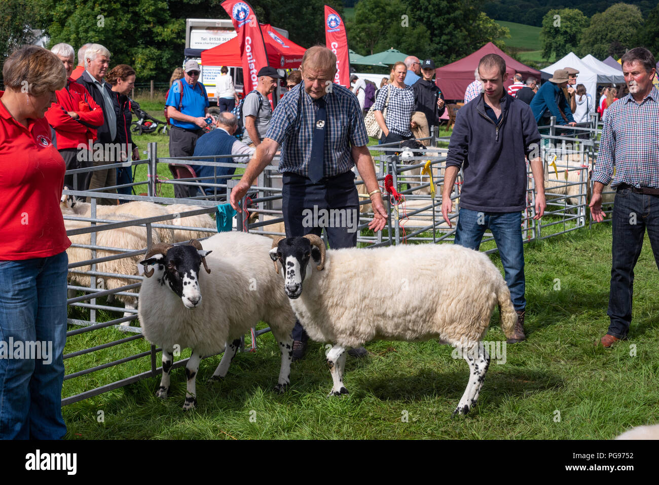 Picking the winning sheep in the Rough Fell Class at Hawkshead Show in Cumbria Stock Photo