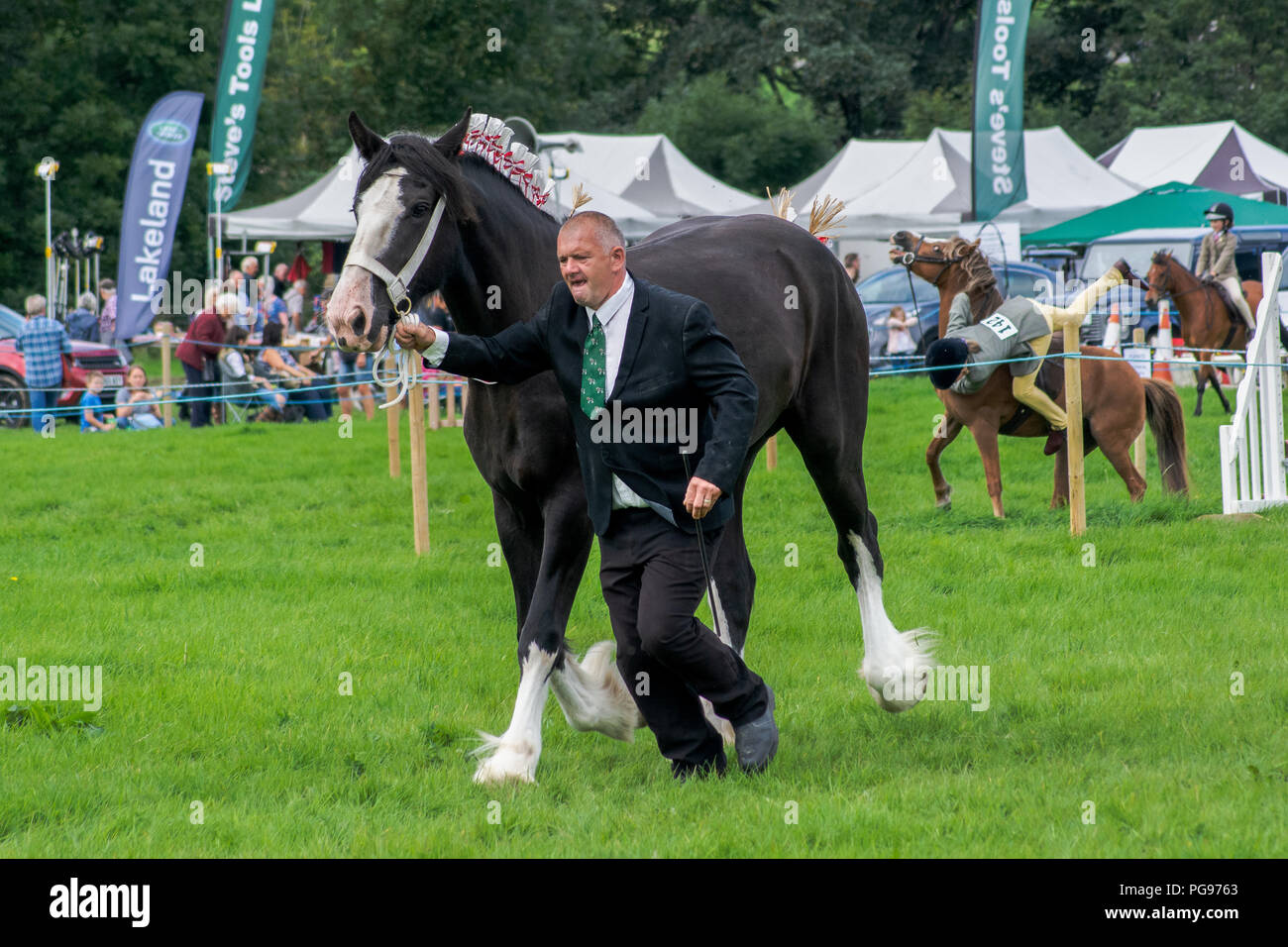 A competitor in The Heavy Horse Class at The Hawkshead Show unaware of the drama behind Stock Photo