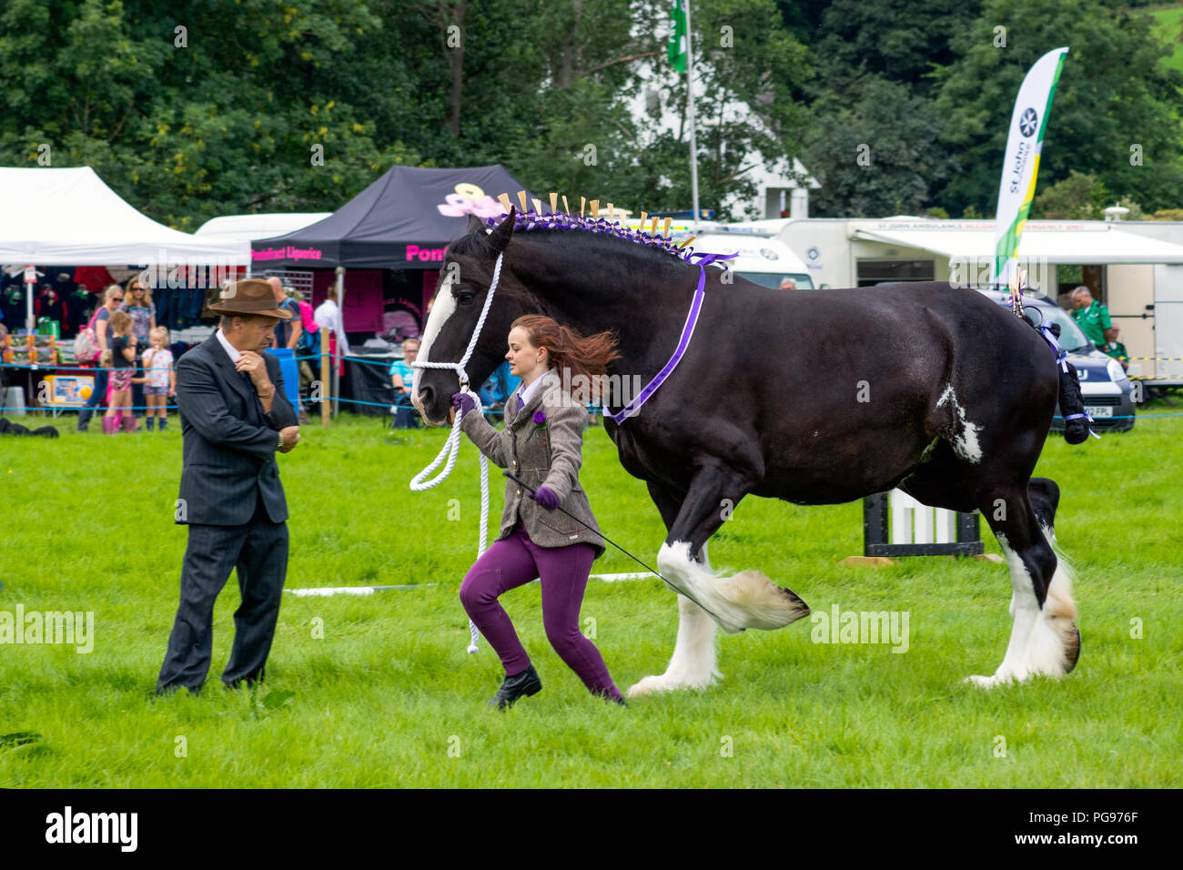 Running a heavy horse before the judge at Hawkshead Show in Cumbria Stock Photo