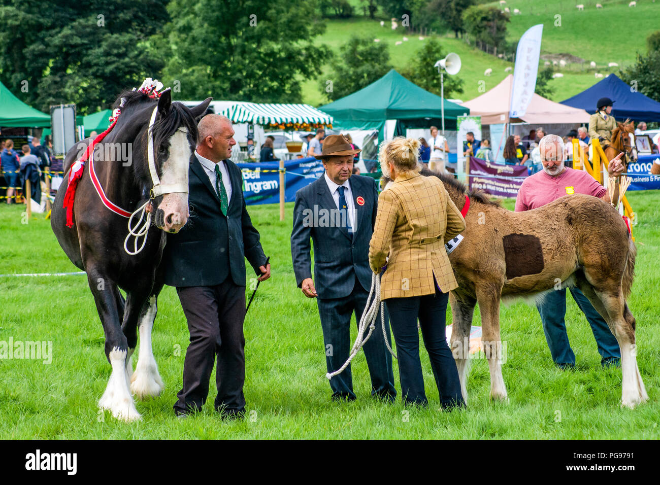 Competitors in The Brood Mare and Foal Class at The Hawkshead Show Stock Photo