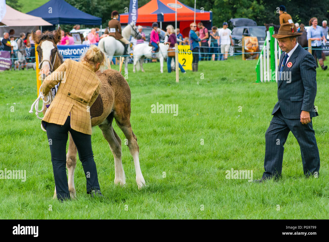 A competitor in The Brood Mare and Foal Class at The Hawkshead Show in 2018 Stock Photo