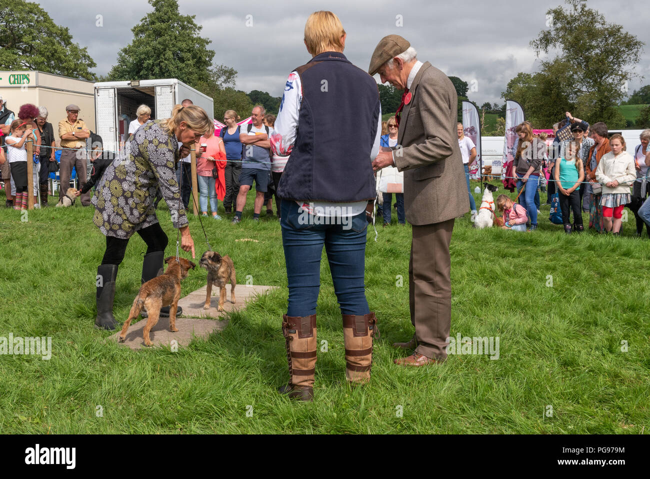 Judging in the Working Terrier Class at The Hawkshead Show in Cumbria Stock Photo