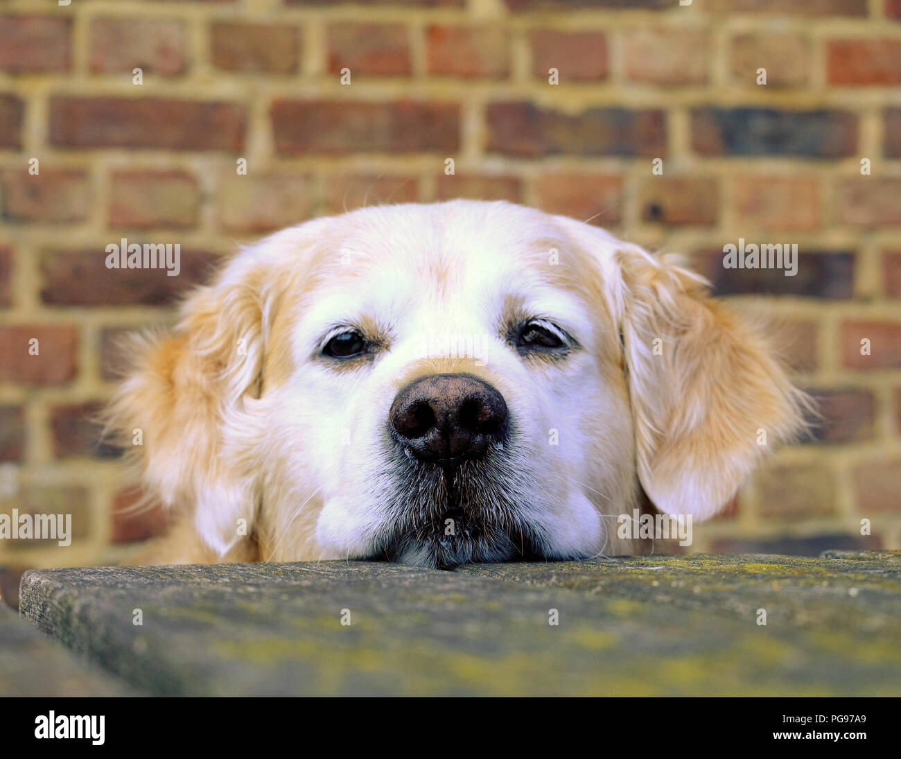 Golden Retriever resting his head on garden table Stock Photo