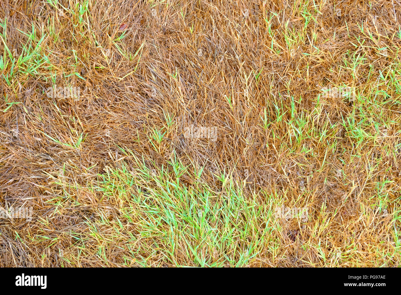 Section of parched grass on a lawn in summer Stock Photo