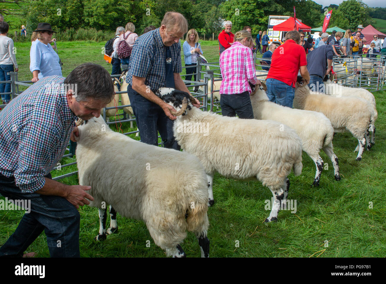 Preparing to be Judged in the Rough Fell Class at Hawkshead Show in Cumbria Stock Photo